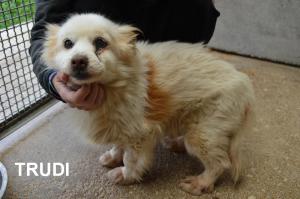 TRUDI