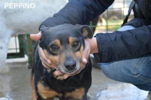 PEPPINO CON NOME