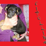 Cipollina