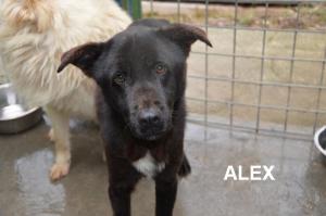 ALEX