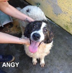 ANGY (5) (Copia) CON NOME