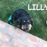 LILLY1
