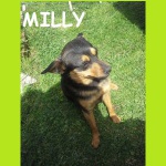 MILLY (2)