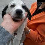 PASSEROTTO (1)