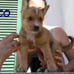 ROCCO