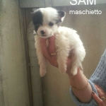 Sam M