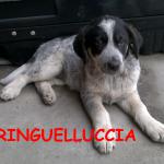fringuelluccia2
