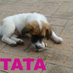 TATA (1)