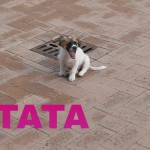TATA