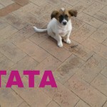 TATA (2)