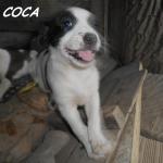 Coca1 (1)