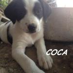 Coca2