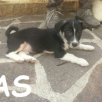 GAS (2)