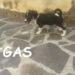 GAS (4)