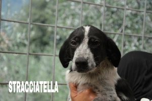 STRACCIATELLA CON NOME
