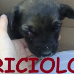 briciolo2