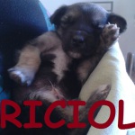 briciolo4