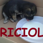 briciolo7