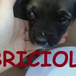 briciolo8