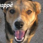frappe5