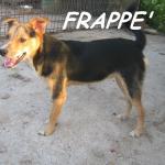 frappè7