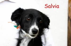 Salvia sett. 2015