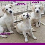 ANNA ANNINA ANNETTA (1)