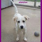 ANNINA (1)