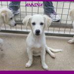 ANNINA