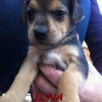 LUNA (1)