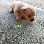 SOLE (1)