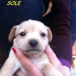 SOLE