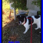 BALTO 1