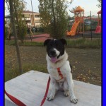 Balto2