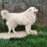 BRANDO