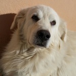 BRANDO (3)