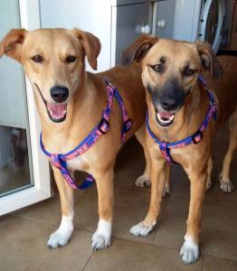 AMALIA E LUCY