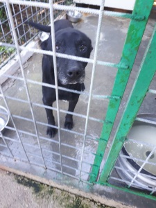 AUGUSTO (5)