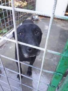 AUGUSTO (6)