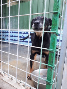 CESARE (2)