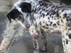 CICCIO