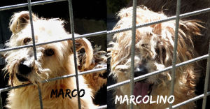 Immagine1
