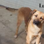 LUCY