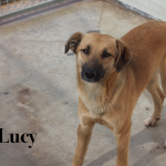 LUCY1