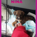 NINA2