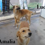 Schermata 2016-03-13 alle 19.16.02
