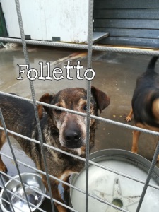 folletto