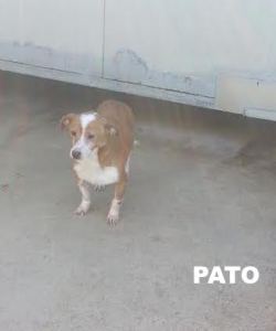 Pato 10