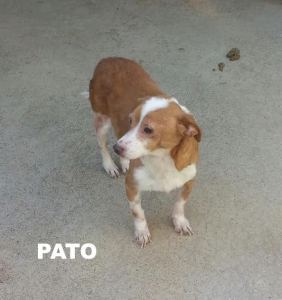Pato 6