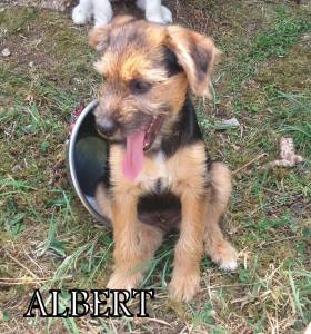 albert